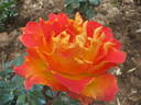 Papilio rose photo
