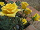 Gioiello rose photo