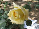 Max Krause rose photo