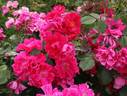 Sangerhausen rose photo