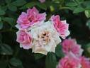 Pink Starina rose photo