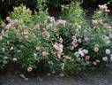 Pink Starina rose photo