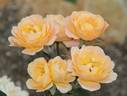 Granny's Favourite rose photo