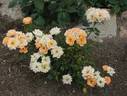 Granny's Favourite rose photo