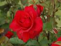 Waikato rose photo