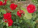 Waikato rose photo