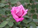 Violaine rose photo