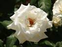 Ibiza rose photo