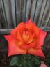 Veldfire rose photo