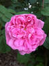 Madame Platz rose photo