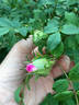 Madame Platz rose photo