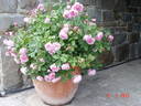 Sister Elizabeth rose photo