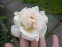 La Biche rose photo