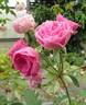 Sunday China rose photo