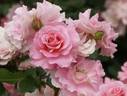 Pink French Lace rose photo