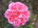 Hilda Murrell ® rose photo