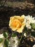 Gold Rojie rose photo