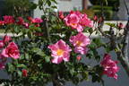 Roger English rose photo