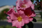 Roger English rose photo