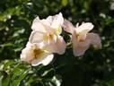 Odense City rose photo