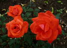 Piccolo ® rose photo
