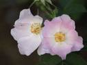 R. marginata rose photo