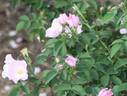 R. marginata rose photo