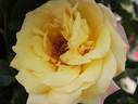 Julien Potin, Cl. rose photo