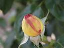 Julien Potin, Cl. rose photo