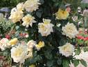 Julien Potin, Cl. rose photo