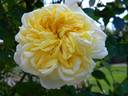 Yellow Alchymist rose photo