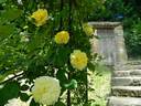 Yellow Alchymist rose photo