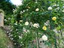 Yellow Alchymist rose photo