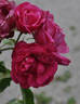 Yiao Ye Yue Yue Hong rose photo