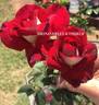 Brindabella Osiria rose photo