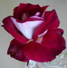 Brindabella Osiria rose photo