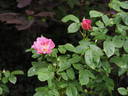 The Herbalist rose photo