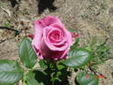 Aqua! rose photo