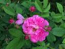 Soleil Brillant rose photo