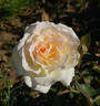 Messara rose photo