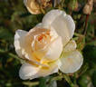 Cocarde rose photo