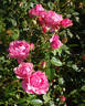 Giliane rose photo