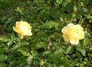 Indiane rose photo
