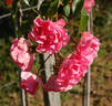 Schuss ® rose photo