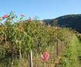 Schuss ® rose photo