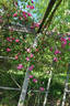 Fellemberg rose photo