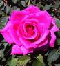 Brindabella Grace rose photo