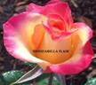 Brindabella Flair rose photo