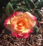 Brindabella Flair rose photo