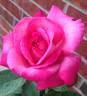 Big Momma rose photo